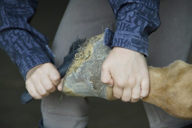 hoof-care-421869_1920