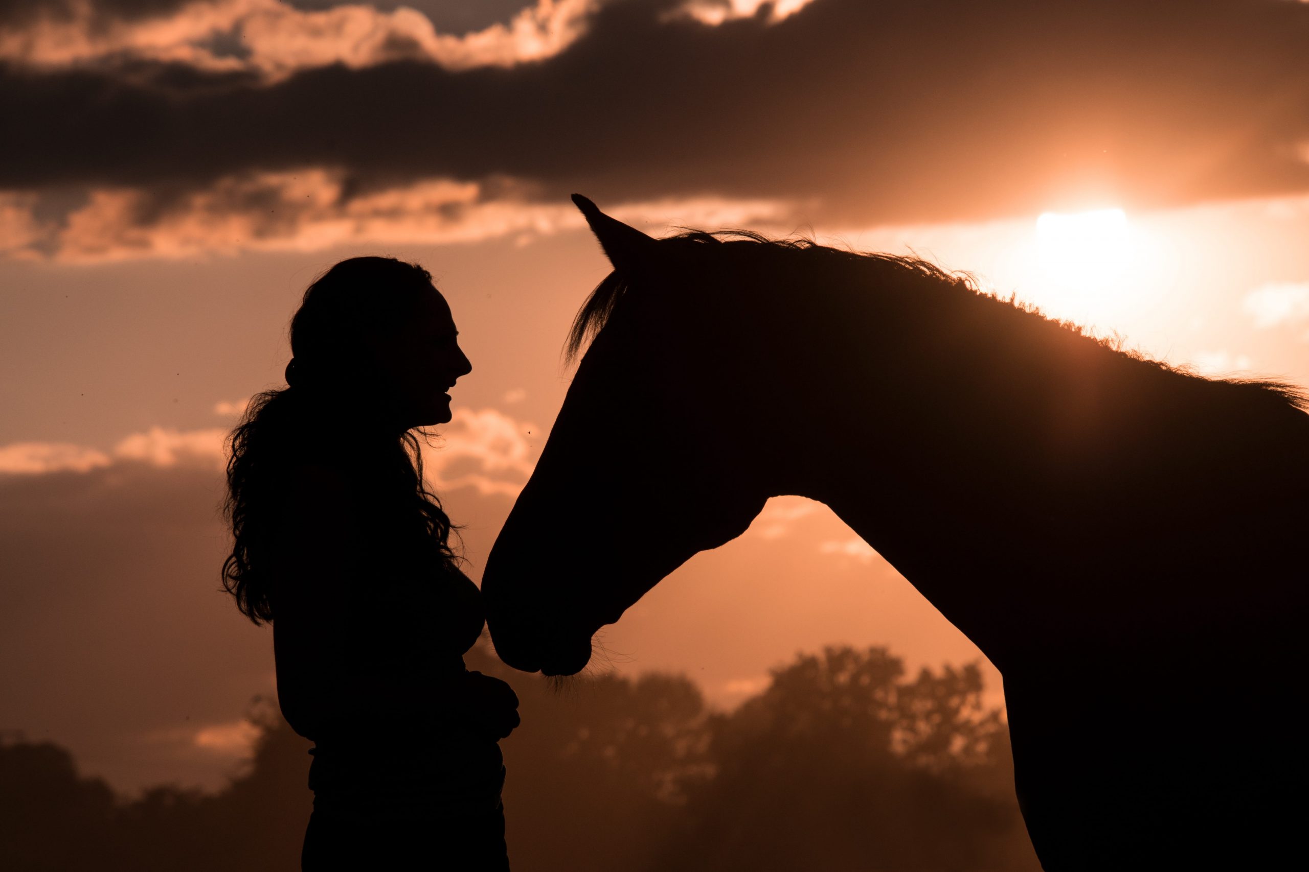 Wild Spirit Horses, Horse Training, Horse Listening, Brave Hearts Outreach