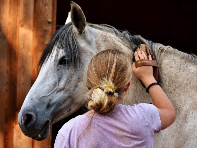 Wild Spirit Horses, Horse Training, Horse Listening, Brave Hearts Outreach