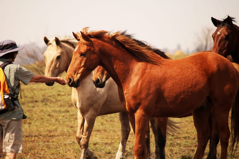 Wild Spirit Horses, Horse Training, Horse Listening, Brave Hearts Outreach