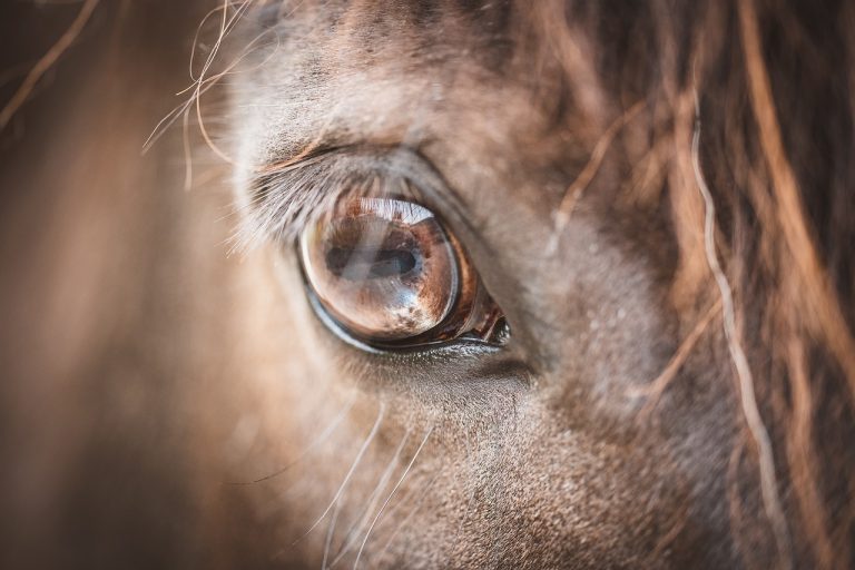 Wild Spirit Horses, Horse Training, Horse Listening, Brave Hearts Outreach