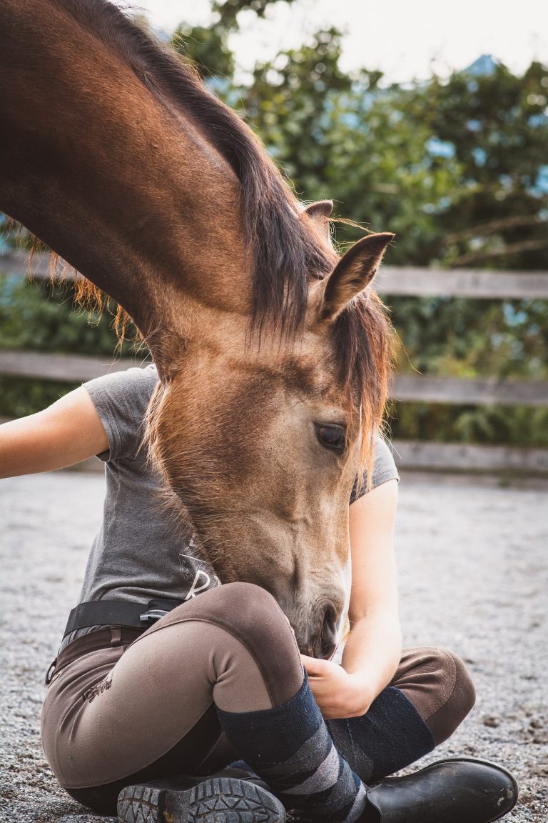 Wild Spirit Horses, Horse Training, Horse Listening, Brave Hearts Outreach