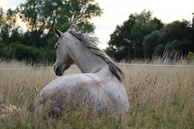 Wild Spirit Horses, Horse Training, Horse Listening, Brave Hearts Outreach