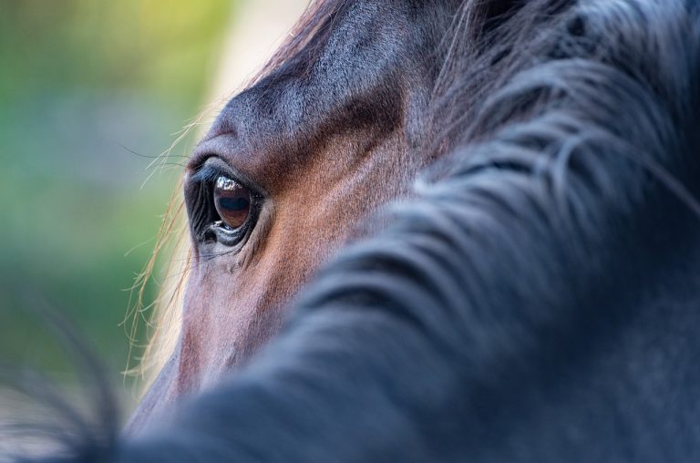 Wild Spirit Horses, Horse Training, Horse Listening, Brave Hearts Outreach